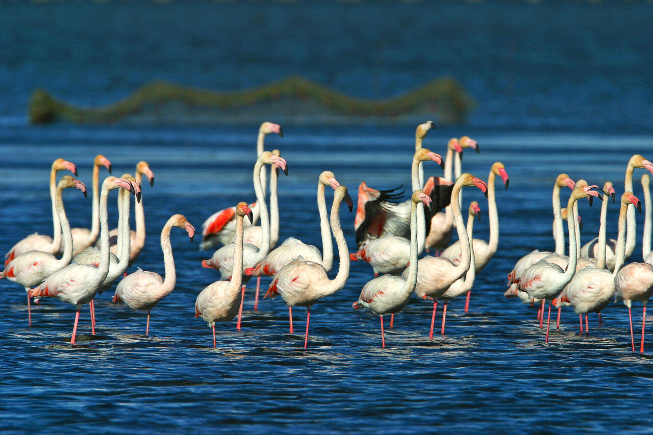 Rosa Flamingos in den Lagunen des Ebro-Deltas, nahe Deltebre, Tarragona.