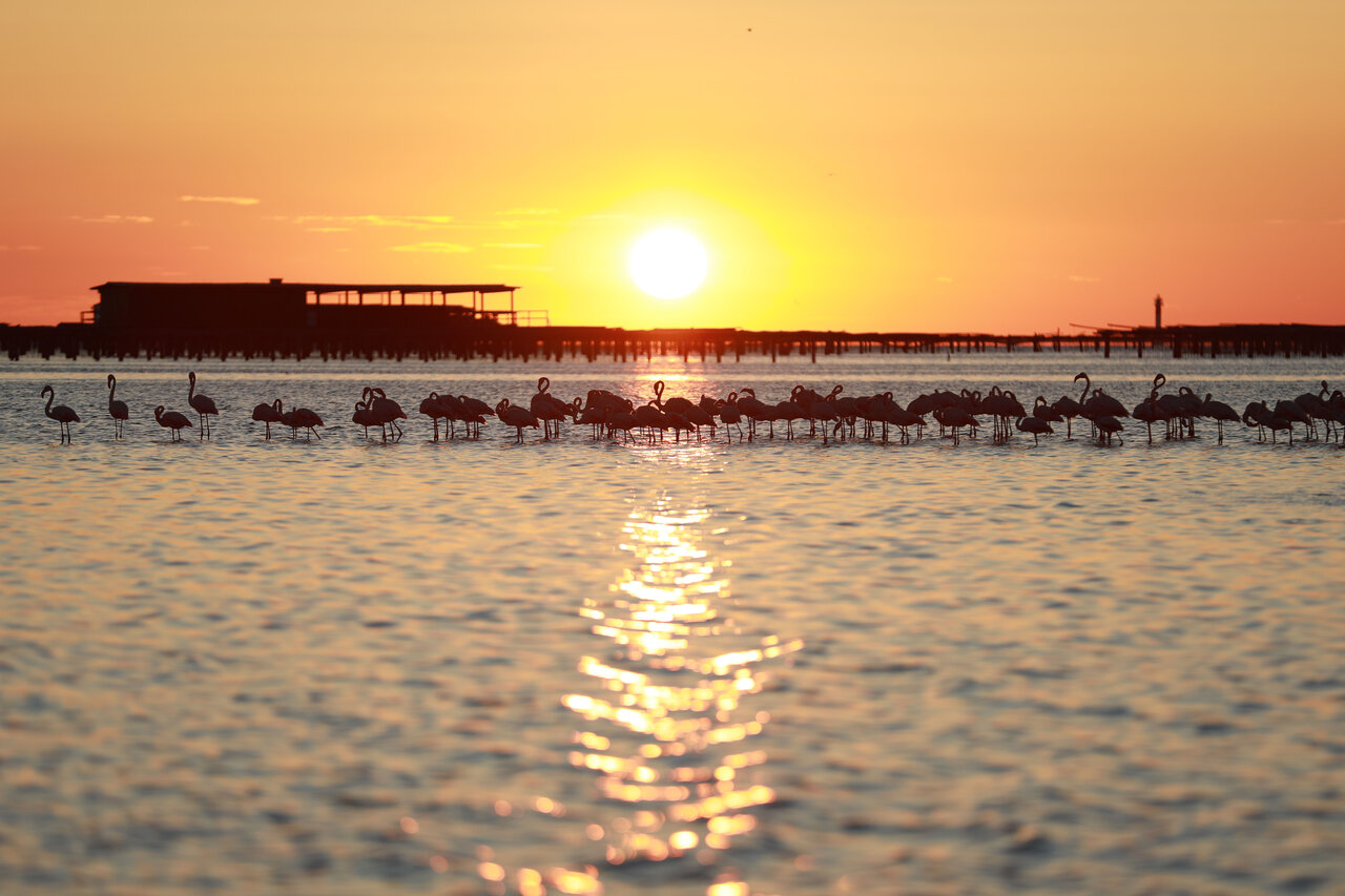 Flamingos im Wasser bei Sonnenuntergang, CAPFUN Aube in Deltebre, Tarragona.