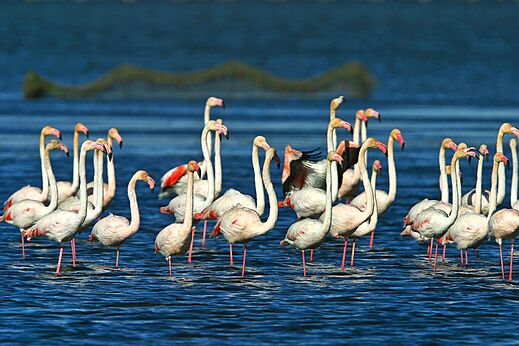 Flamingos in the water at CAPFUN Aube campsite in Deltebre, Tarragona (43).