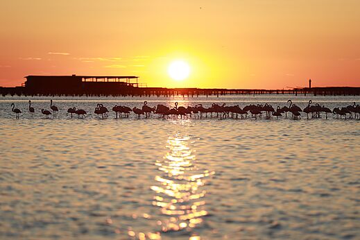 Rosa Flamingos im Wasser bei Sonnenuntergang, Camping CAPFUN Aube in Deltebre, Tarragona.