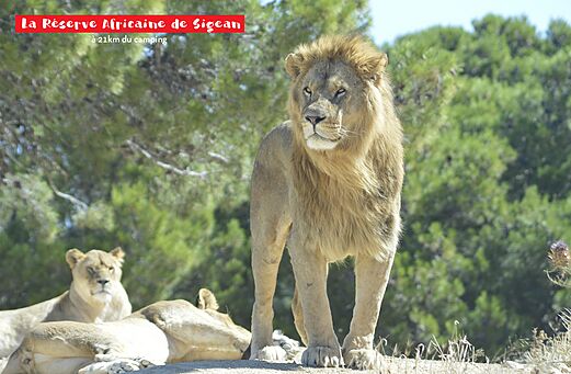 Majestueuze leeuw in het Afrikaanse Reservaat van Sigean, nabij Narbonne.