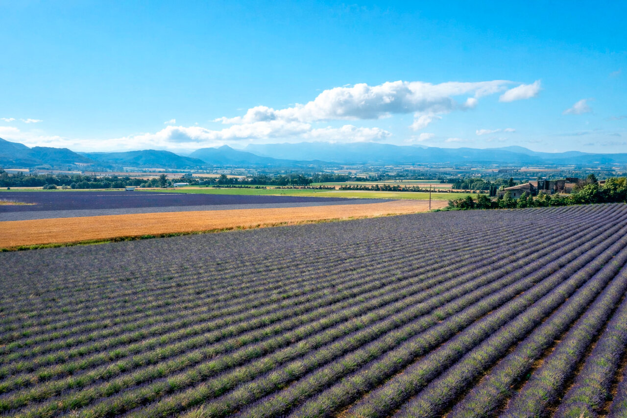 Flowering lavender fields and mountains at CLICOCHIC Bastets campsite in Marsanne (26).