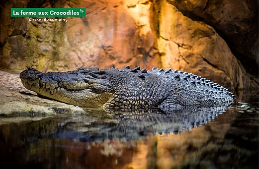 Large crocodile resting in water at La ferme aux Crocodiles, Drôme.