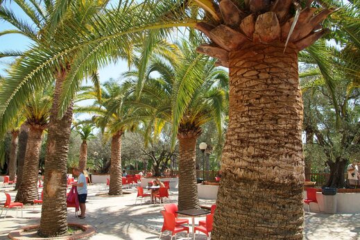 Palmen und Terrasse auf dem Campingplatz CAPFUN La Baume - La Palmeraie in Fréjus (83).