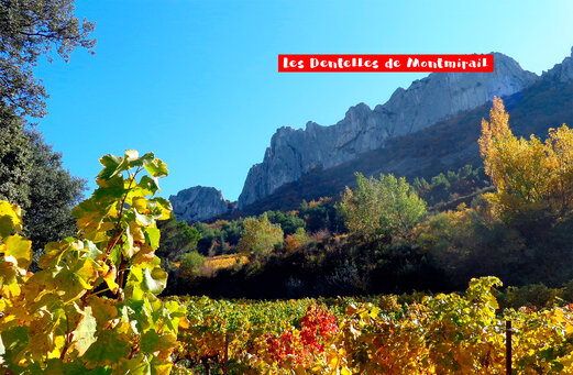Die Dentelles de Montmirail und Weinberge im Herbst, nahe MORNAS.