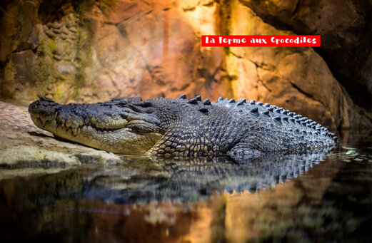 Großes Krokodil ruht im Wasser in La Ferme aux Crocodiles, Drôme Provençale.