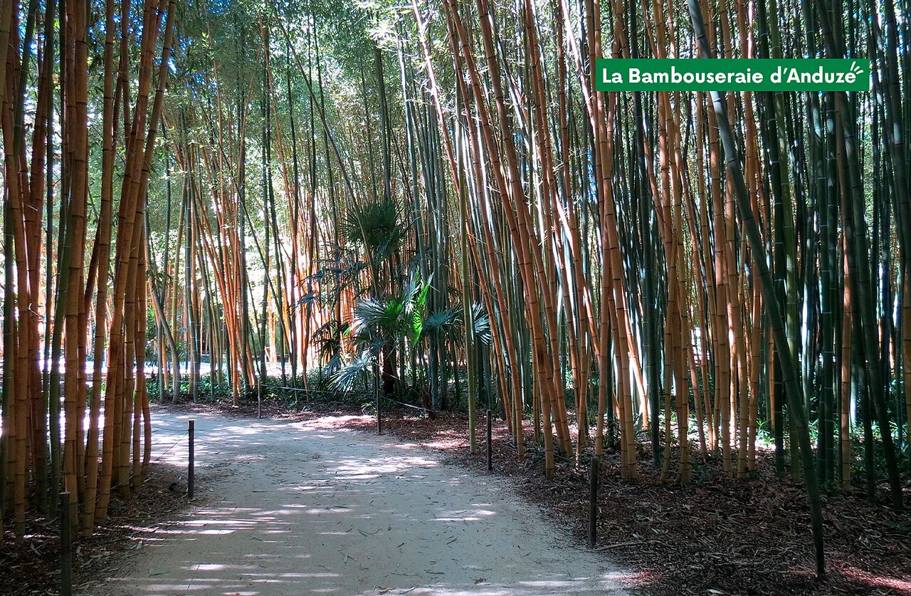 Sentier ombrag� dans la magnifique Bambouseraie d'Anduze, lieu � visiter pr�s du Gard.