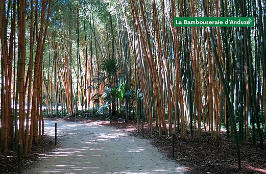 Chemin ombrag� au c?ur de la Bambouseraie d'Anduze, un jardin exotique � visiter.
