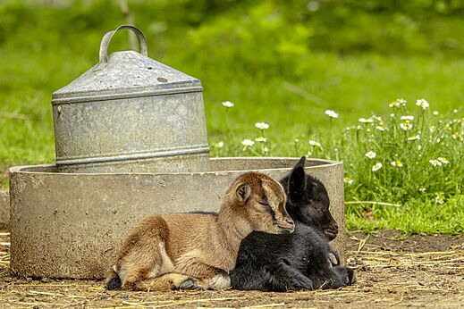 Two young sleeping goat kids at CAPFUN Ch�teau de Galin�e campsite in SAINT CAST LE GUILDO.