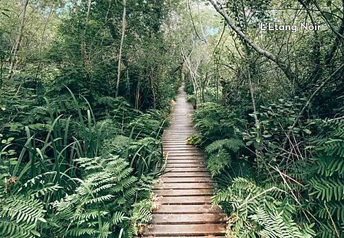 Holzsteg im Wald von L'�tang Noir, ein Ausflugsziel in der N�he von Tosse.
