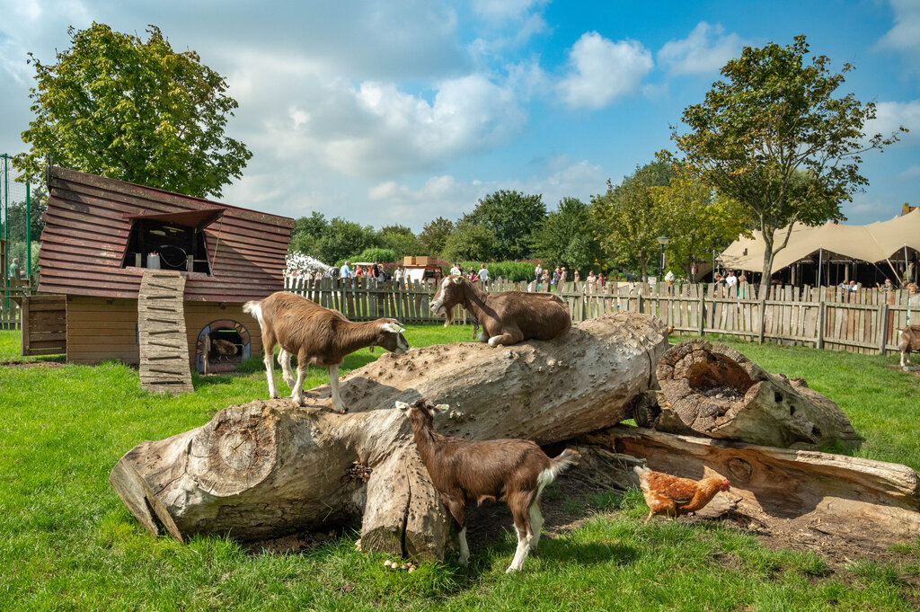 De Bongerd, Holiday Park Noord-Holland - 33