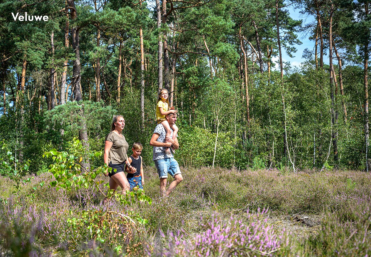 Familie wandert in der Natur der Veluwe, ein Ausflugsziel nahe dem Campingplatz.