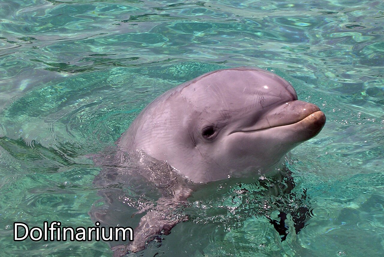 L�chelnder Delfin im klaren Wasser des Dolfinariums, Attraktion in Harderwijk, Niederlande.