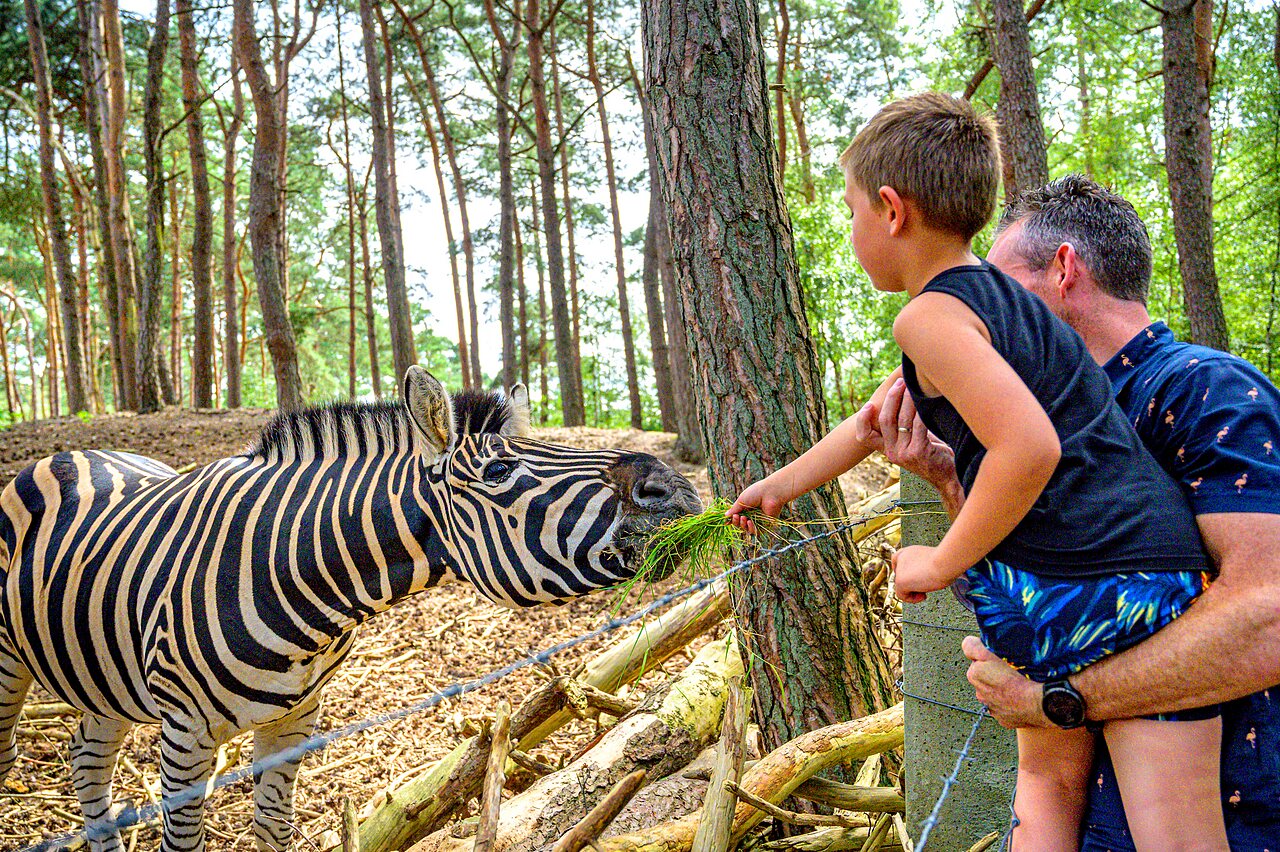 Kind f�ttert Zebra mit Gras auf Campingplatz CAPFUN De Scheepsbel in Doornspijk.