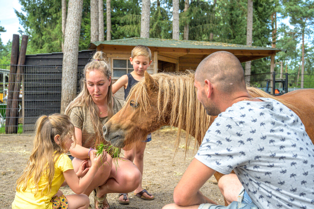 De Scheepsbel, Campingplatz Gelderland - 11