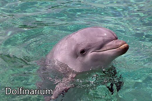 Lächelnder Delfin taucht aus klarem Wasser im Dolfinarium Harderwijk auf.