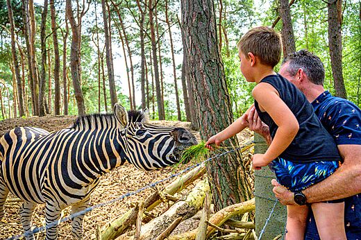 Kind füttert ein Zebra in einem Tierpark nahe dem Campingplatz.