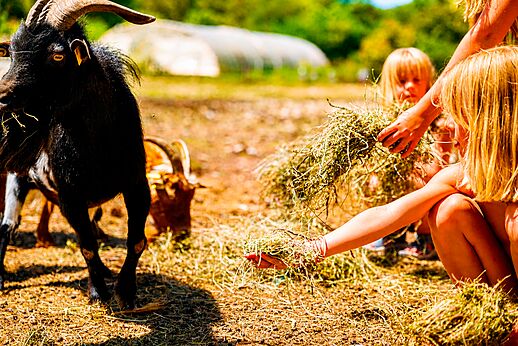Kinder füttern Ziegen auf dem Streichelzoo des Campingplatzes LIBRANOO Naturiste Belezy in Bédoin (84).