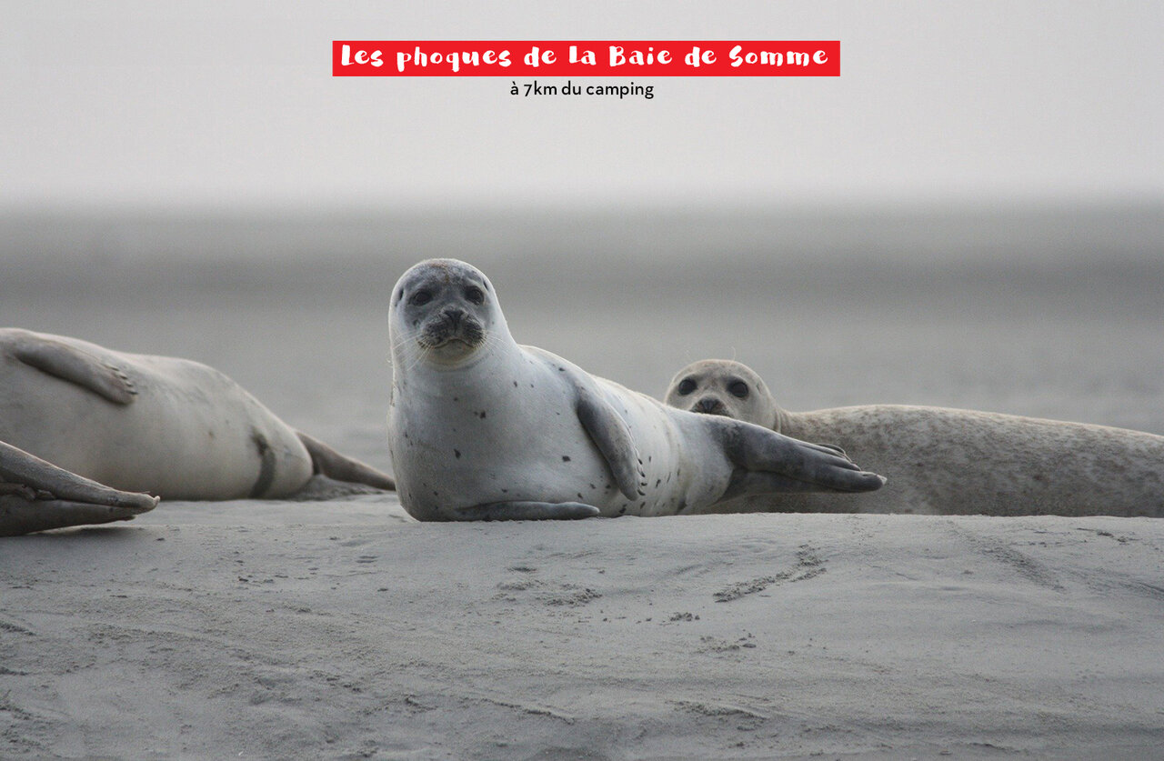 Grey seals resting on the sand of the Somme Bay, Picardy.