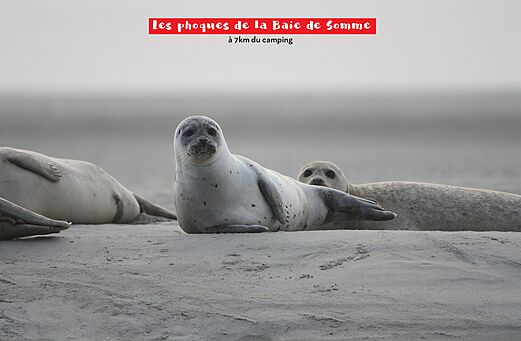 Phoques gris et veaux marins se prélassant sur le sable de la Baie de Somme.