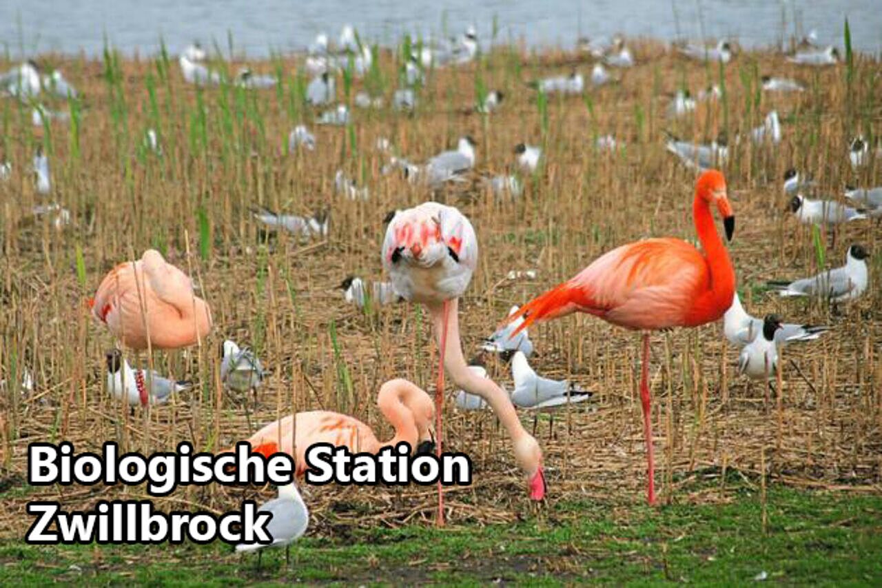 Flamingos und V�gel an der Biologischen Station Zwillbrock, ein Ausflugsziel.