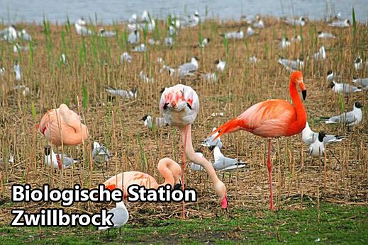 Rosa Flamingos und Vögel an der Biologischen Station Zwillbrock, nahe Eibergen.