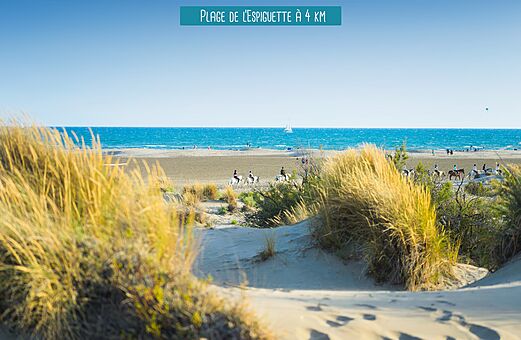 Plage de l'Espiguette, dunes et chevaux près de Le Grau du Roi.