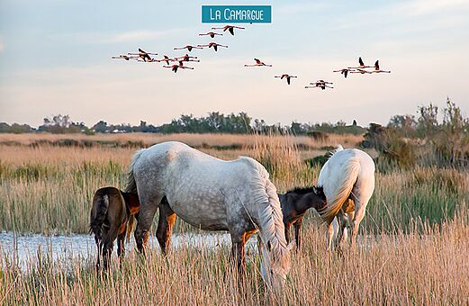 Chevaux sauvages et flamants roses dans les paysages naturels de Camargue, près du Grau du Roi.