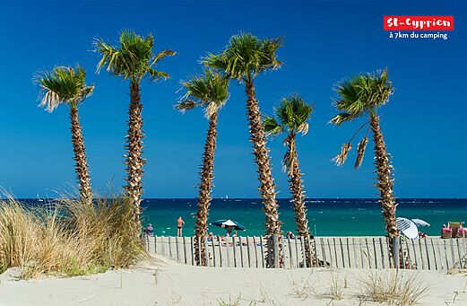 Plage de sable fin et palmiers à St-Cyprien, Pyrénées-Orientales.