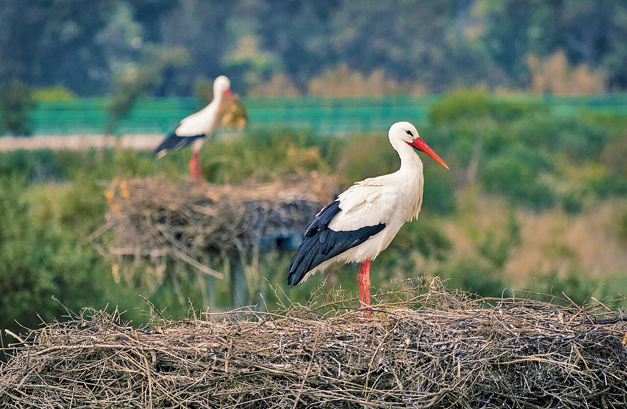 Wei�e St�rche auf ihren Nestern auf dem Campingplatz VAGUES OCEANES Lac d'Erstein.