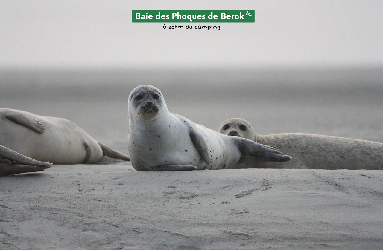 Grey seals on Berck Bay beach, a natural site to discover near the campsite.