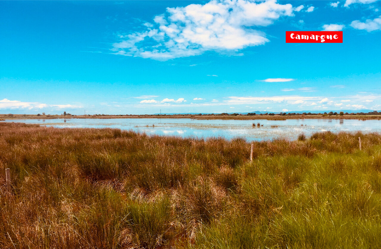 Naturlandschaft der Camargue, Feuchtgebiete und �ppige Vegetation nahe Saint-Laurent-d'Aigouze.