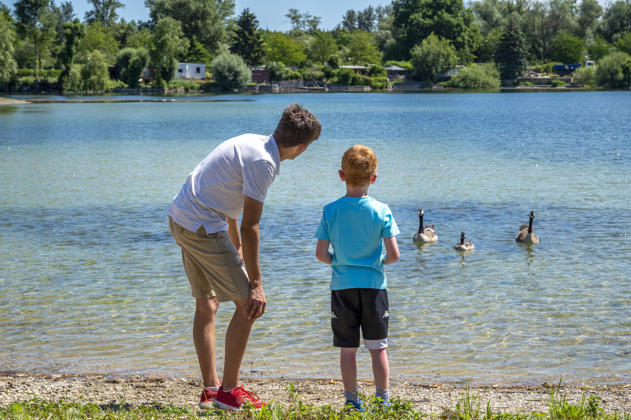 See, G�nse, Campingplatz CAPFUN Fort Falabraque, Seltz (67).