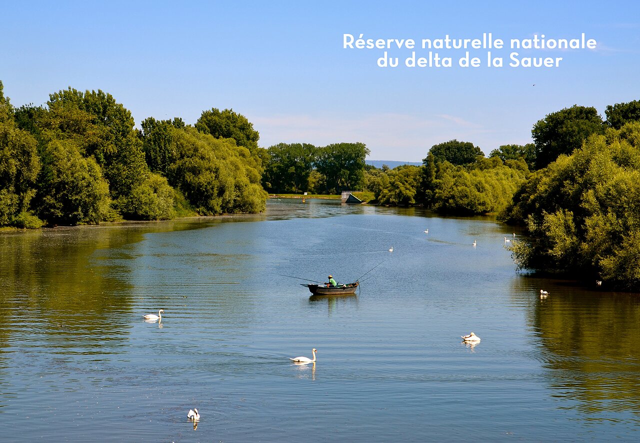 Angler im Boot und Schw�ne im Naturreservat des Sauer-Deltas.