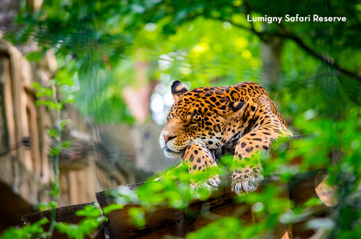 Jaguar ruhend im Lumigny Safari Reserve, touristischer Ort nahe Tournan en Brie.
