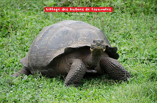 Gro�e Landschildkr�te im Village des Tortues de Carnoules, Var.