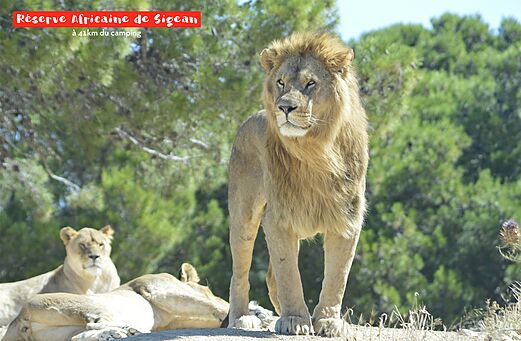Majestätischer Löwe im Afrikanischen Reservat von Sigean, nahe Narbonne.