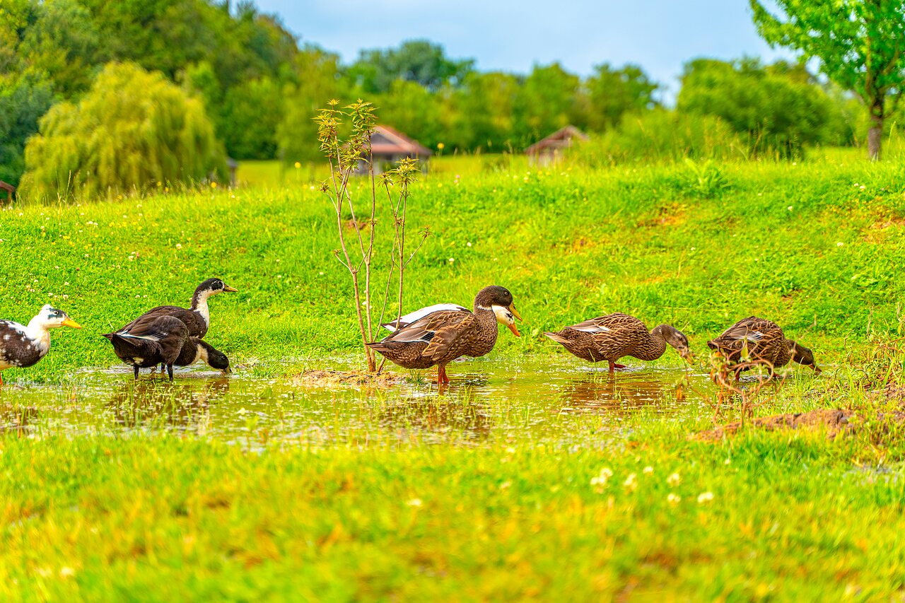 Patos en un charco, exuberante hierba verde en el camping CAPFUN Grand Cerf en Gimouille (58).