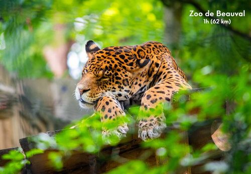 Jaguar resting at Zoo de Beauval, a must-visit attraction near the campsite.