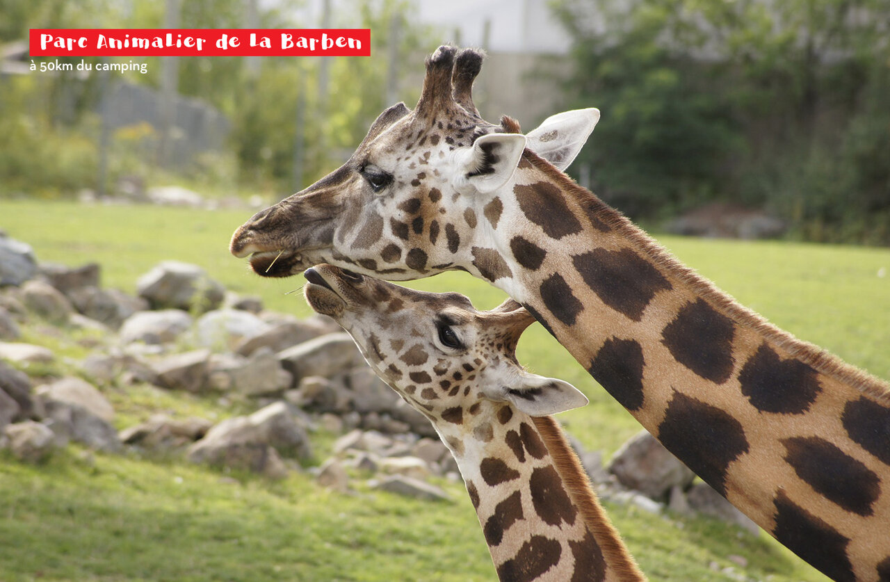 Erwachsene Giraffe und Jungtier im Parc Animalier de La Barben, sehenswerter Ort.