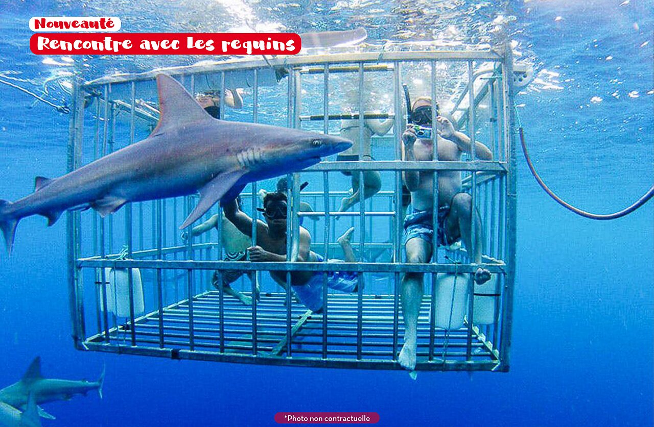 K�figtauchen mit Haien, Wasseraktivit�t auf dem Campingplatz CAPFUN Joe Cook Island.