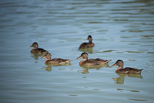 Enten schwimmen im Wasser bei CAPFUN Lac des 3 Vallées, Lectoure (32).