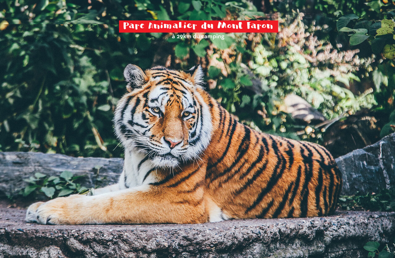 Majest�tischer Tiger im Parc Animalier du Mont Faron, nahe Toulon (83).