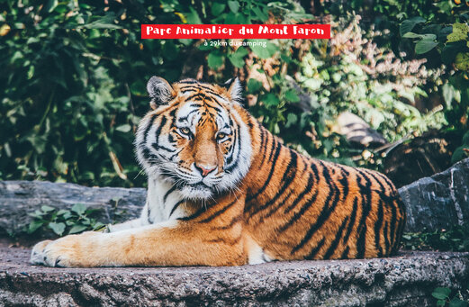 Tiger aus dem Tierpark Mont Faron, Attraktion nahe La Cadi�re d'Azur.