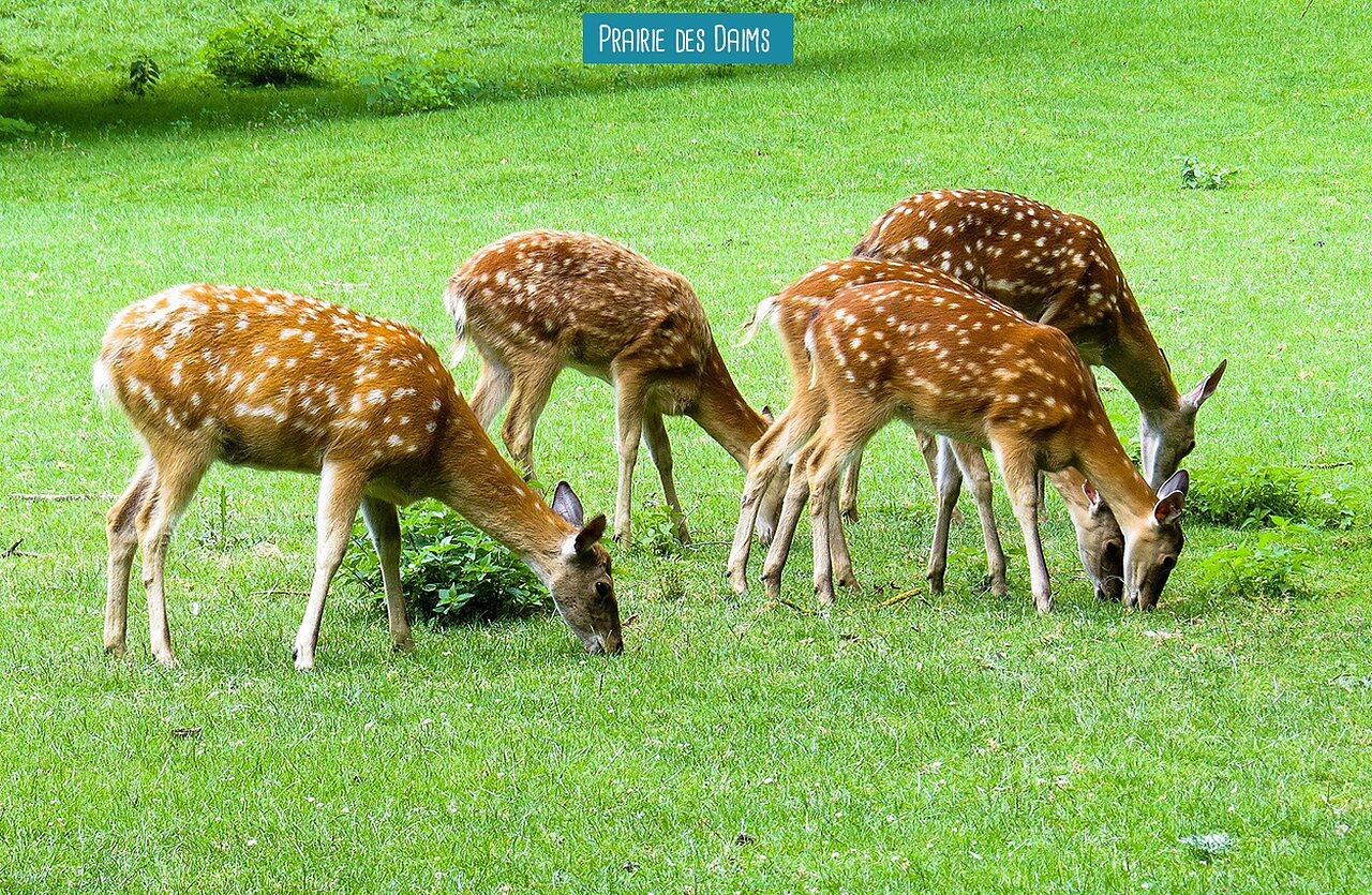 Vier gefleckte Rehe grasen gr�nes Gras auf dem Campingplatz VAGUES OCEANES Micheli�re in Givrand (85).