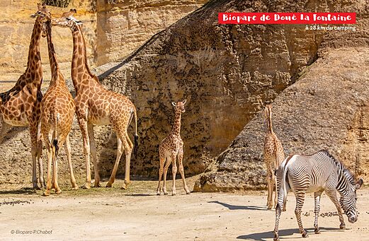 Erwachsene Giraffen, Babygiraffe und Zebra im Bioparc de Dou�-la-Fontaine zu besuchen.