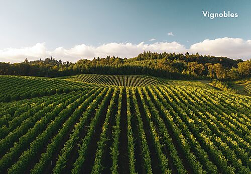 Weitl�ufige gr�ne und h�gelige Weinberge, Naturlandschaften nahe Bazas entdecken.