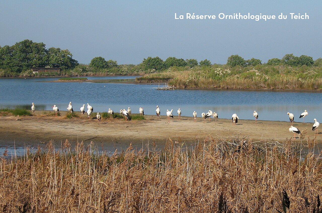 Storks in the Ornithological Reserve of Teich, natural site near Pyla.