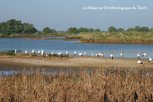 Störche im Ornithologischen Reservat von Teich, nahe Pyla sur Mer.
