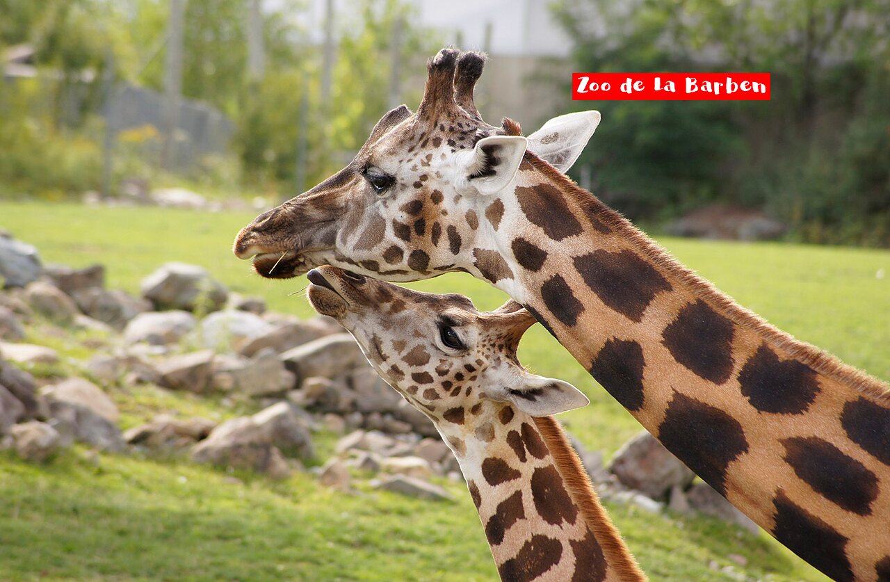 Erwachsene Giraffe und Jungtier im Zoo de La Barben, ein Ausflugsziel.
